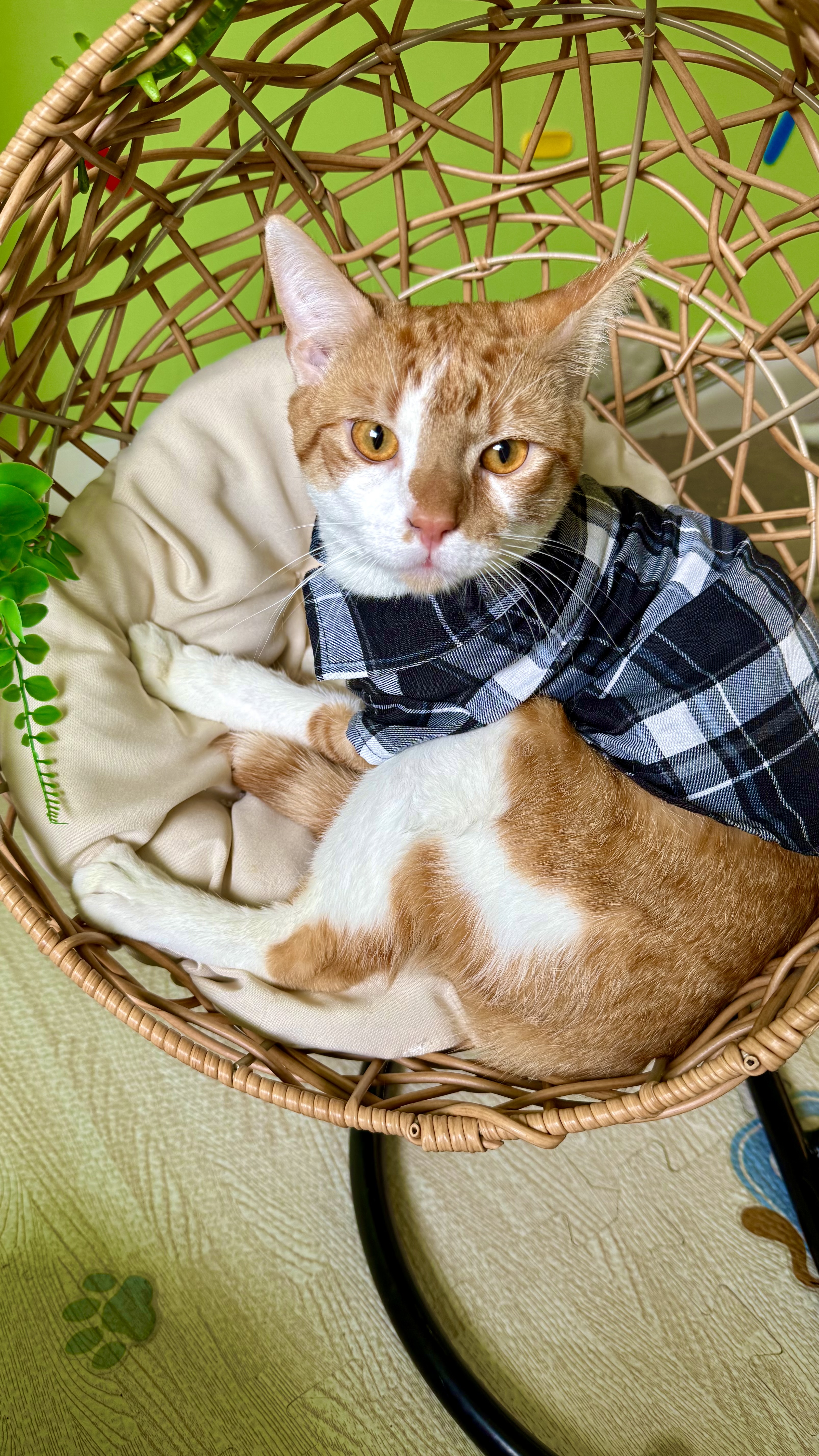 Purrfect Cafe Date With A Cat